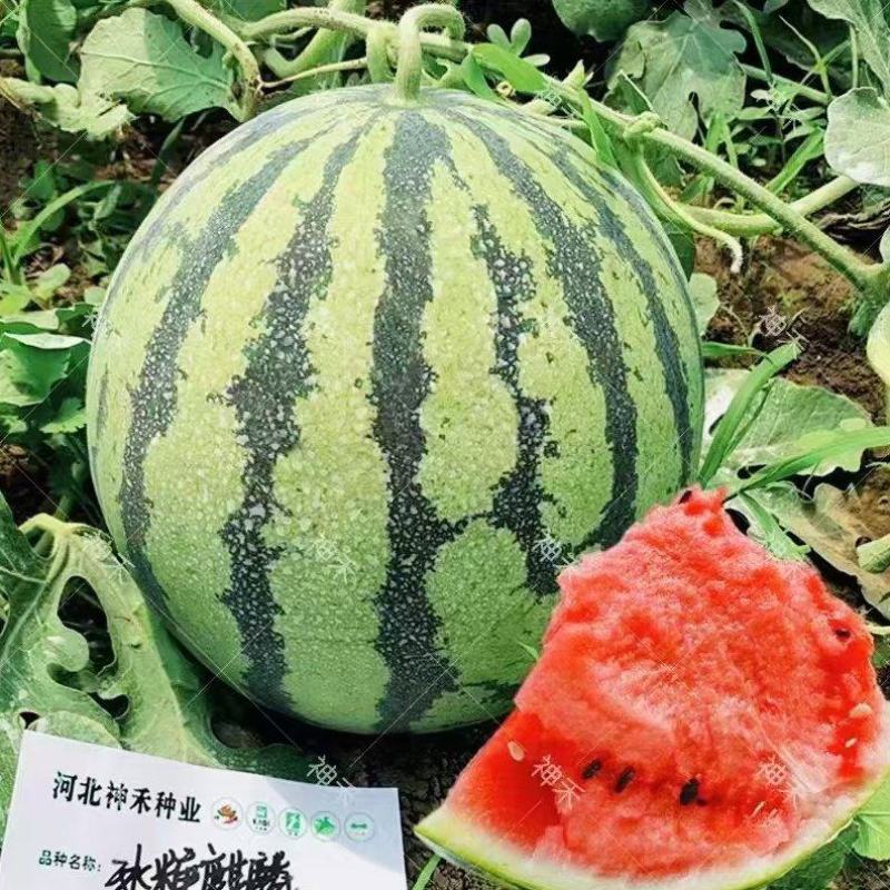 早熟西瓜种子冰糖麒麟王西瓜单果一般重8-15斤抗病耐裂