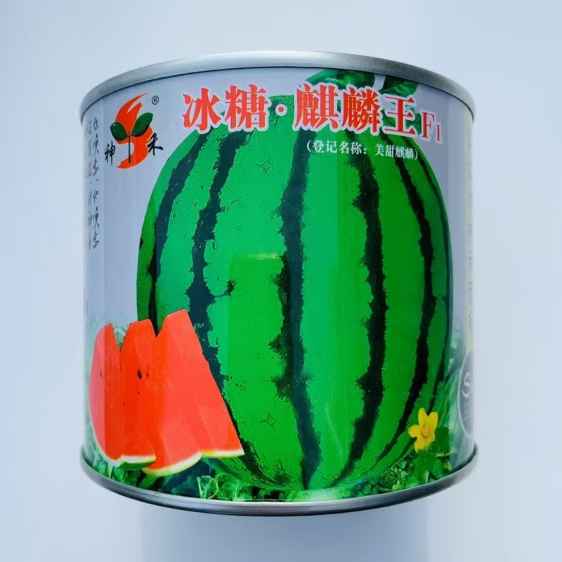 早熟西瓜种子冰糖麒麟王西瓜单果一般重8-15斤抗病耐裂