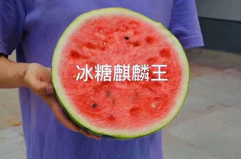 早熟西瓜种子冰糖麒麟王西瓜单果一般重8-15斤抗病耐裂
