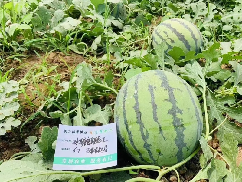 早熟西瓜种子冰糖麒麟王西瓜单果一般重8-15斤抗病耐裂