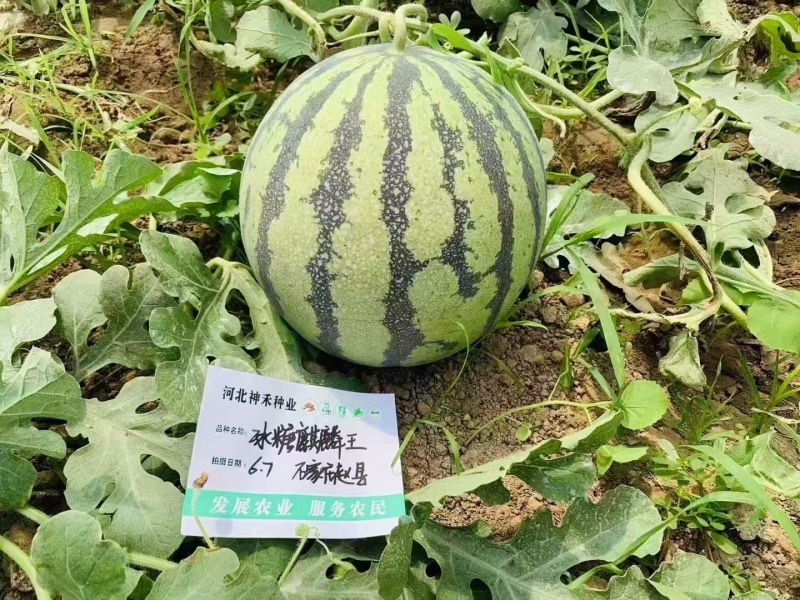 早熟西瓜种子冰糖麒麟王西瓜单果一般重8-15斤抗病耐裂