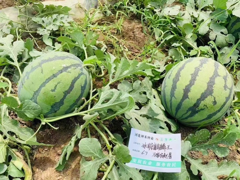 早熟西瓜种子冰糖麒麟王西瓜单果一般重8-15斤抗病耐裂
