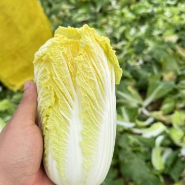 精品娃娃菜,大量上市,货源充足,入库,市场,电商全年供货