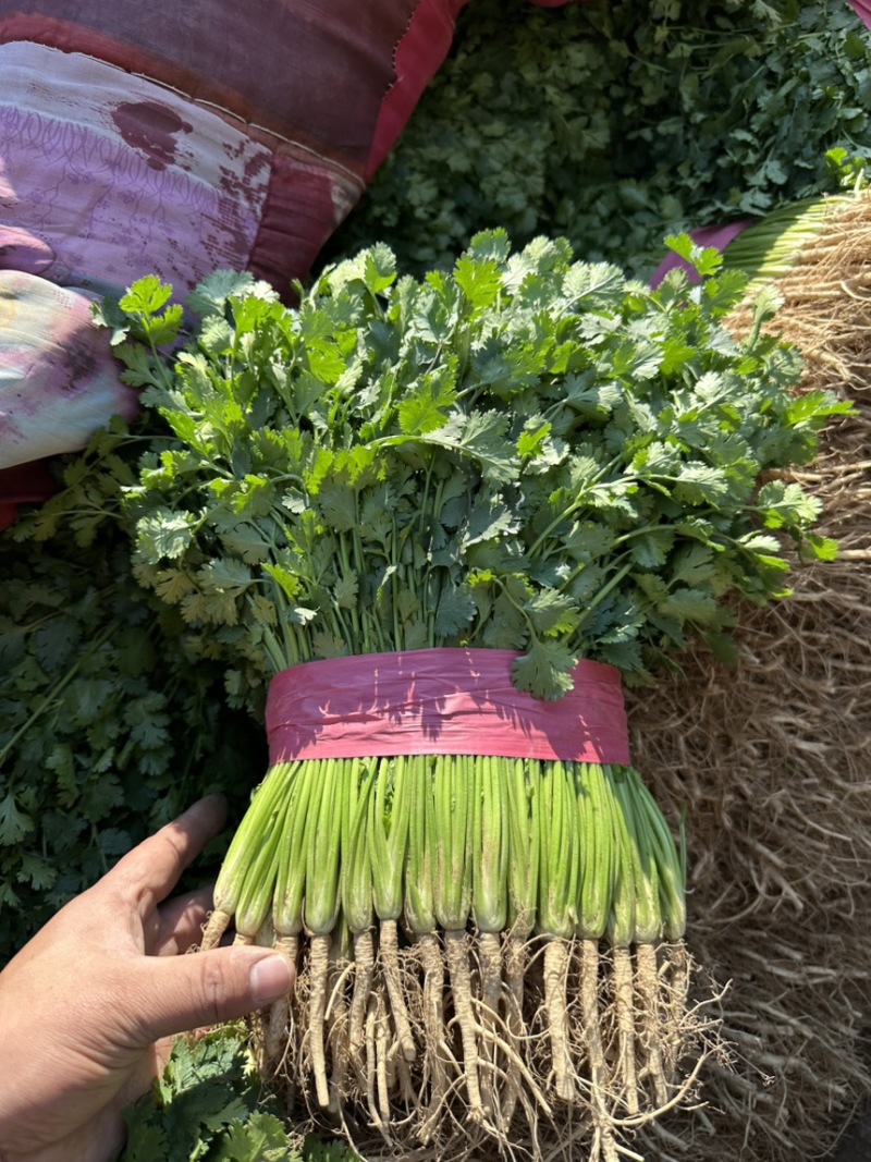 聊城电商香菜价格超低