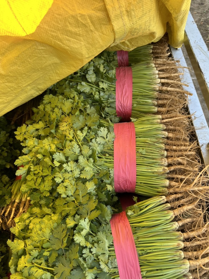 聊城电商香菜价格超低