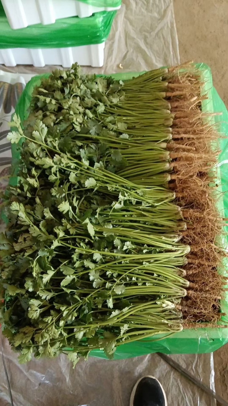 聊城电商香菜价格超低