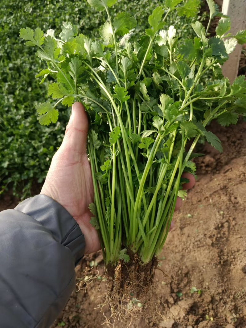 聊城电商香菜价格超低