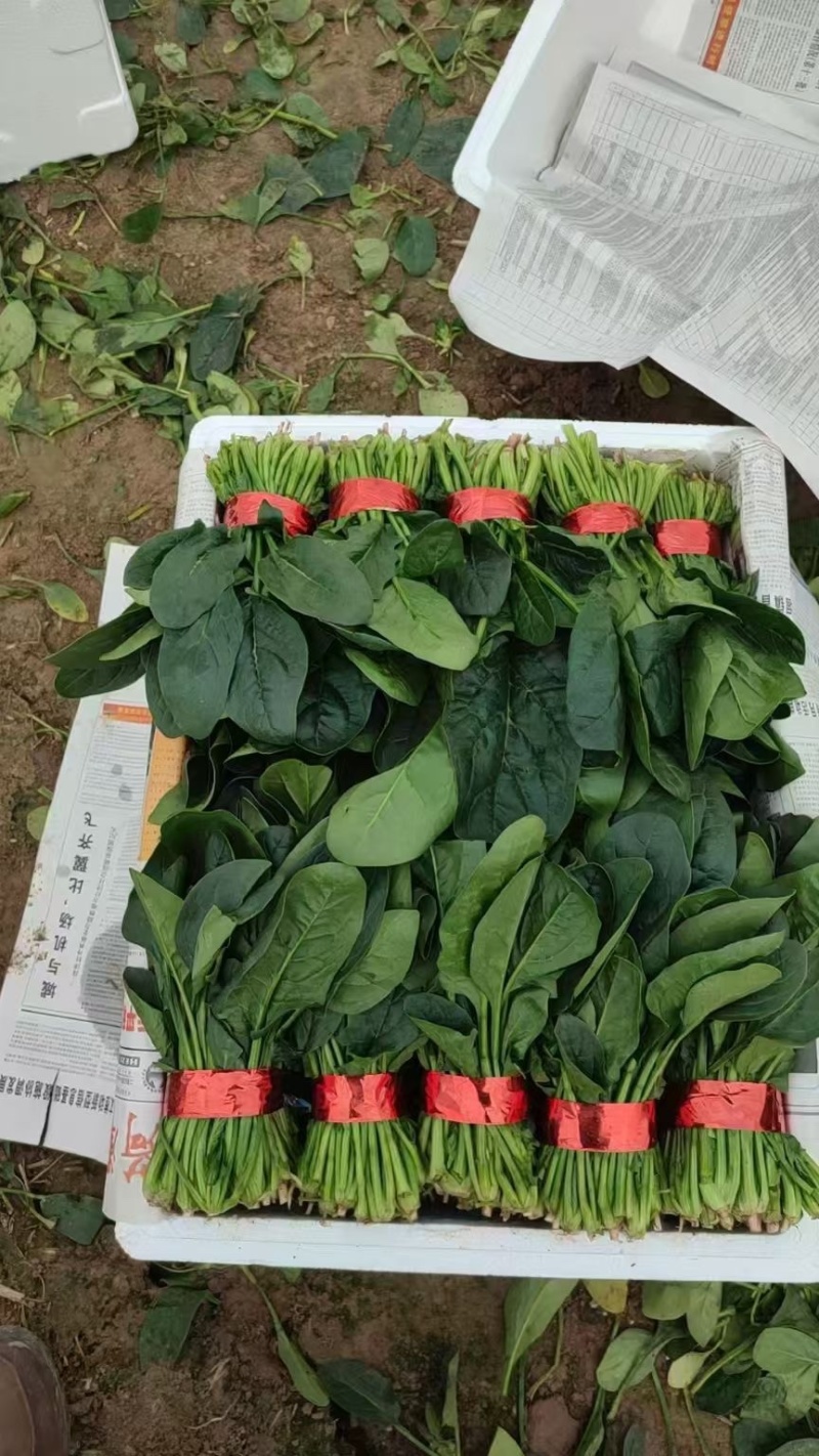 聊城菠菜香菜