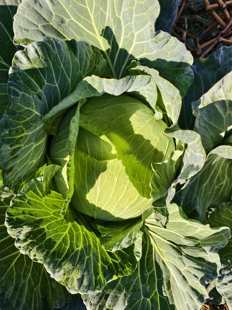 雲南省大理宾川金白菜一手货源