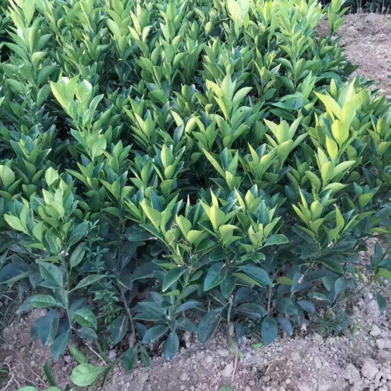 纽荷尔脐橙苗桂林纽荷尔脐橙苗（质量保证正宗）