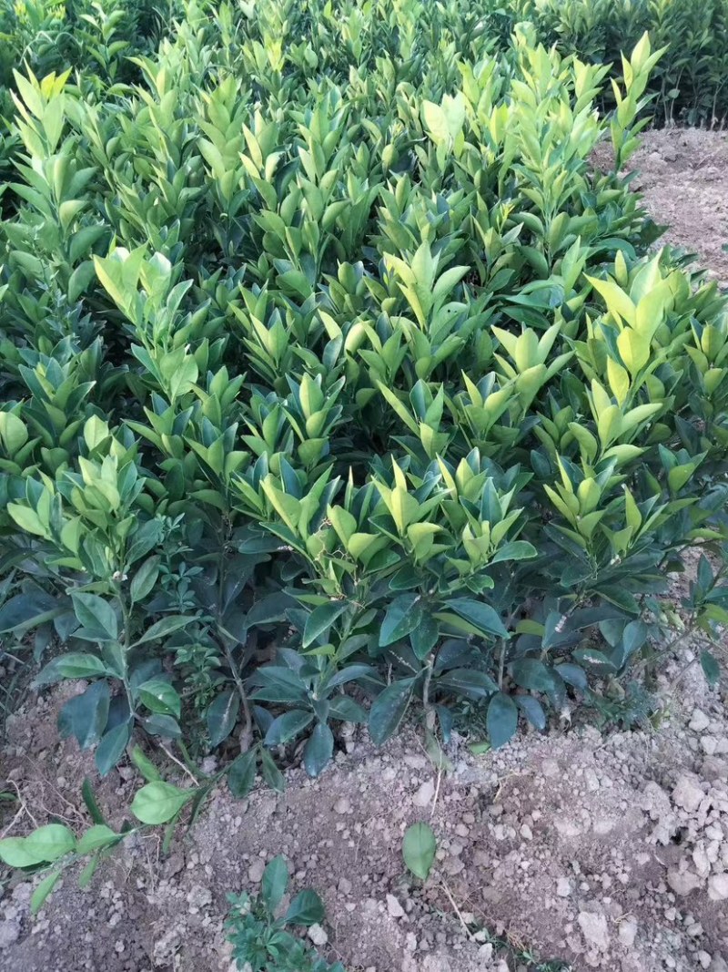 纽荷尔脐橙苗桂林纽荷尔脐橙苗（质量保证正宗）