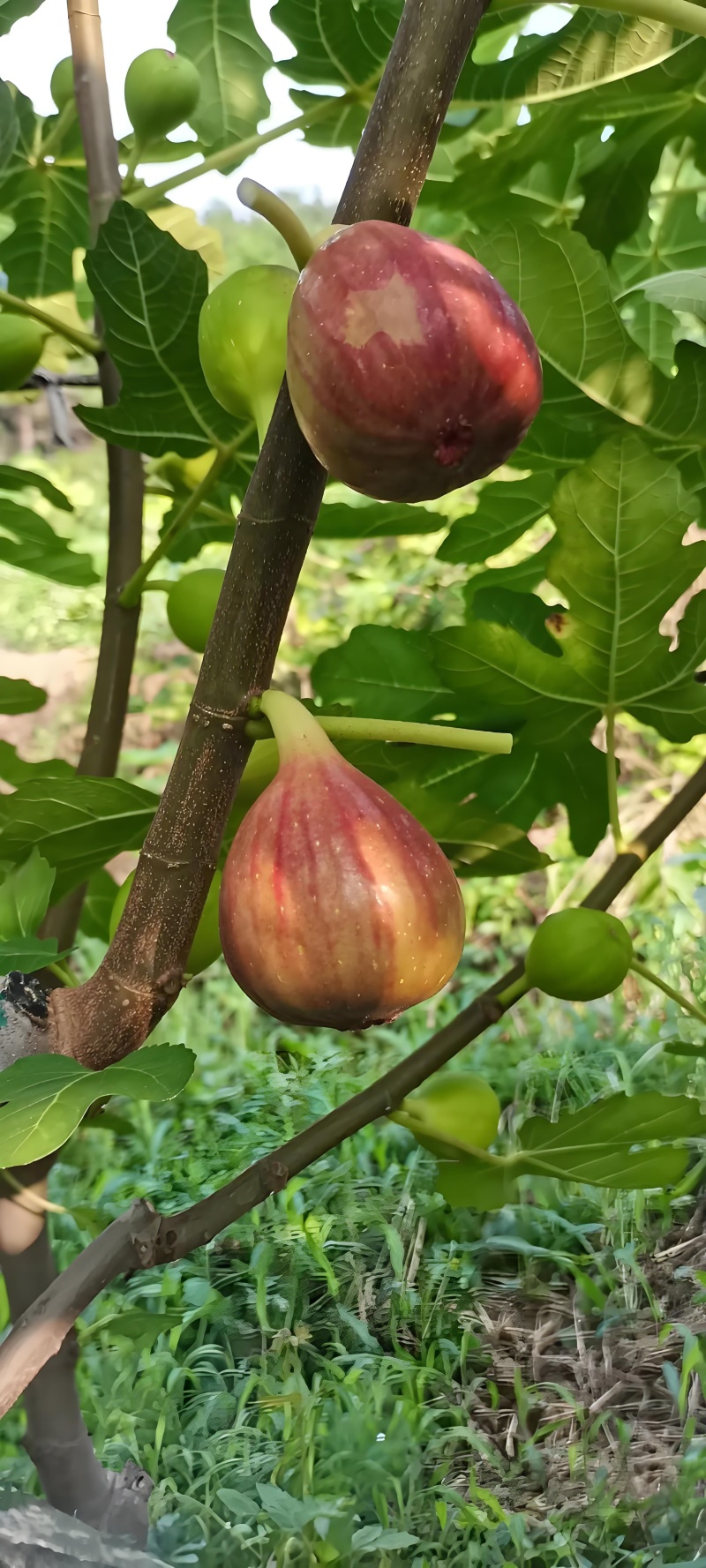 探寻无花果的奥秘,品味自然的馈赠,每一口都是时光精华
