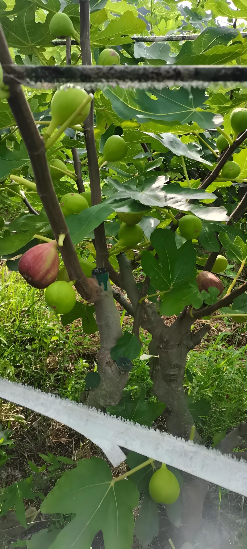 探寻无花果的奥秘,品味自然的馈赠,每一口都是时光精华