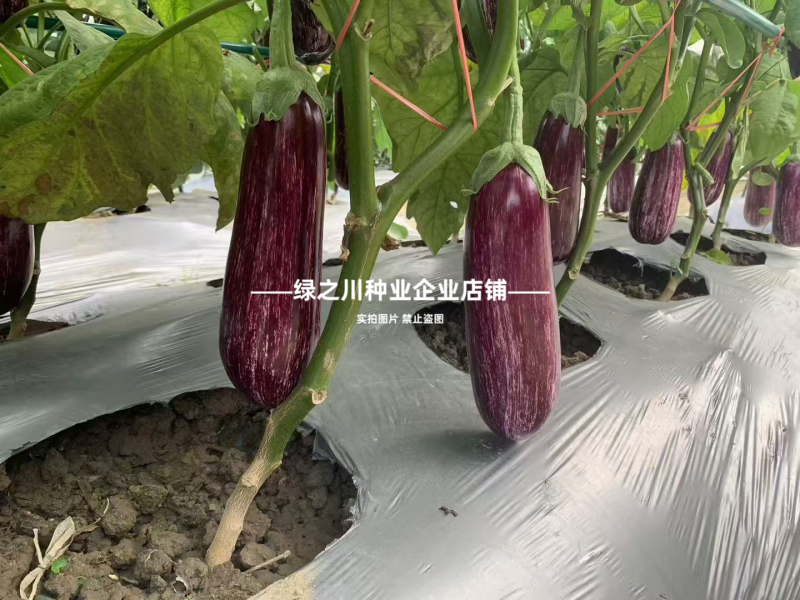 花茄子种子秦茄花王子彩茄种子短棒油亮竹丝茄种子面包茄种子