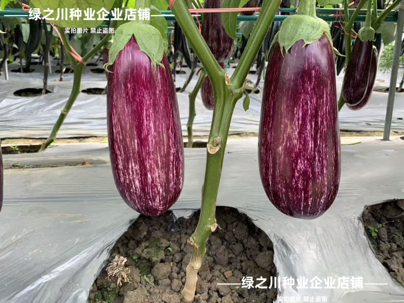 花茄子种子秦茄花王子彩茄种子短棒油亮竹丝茄种子面包茄种子