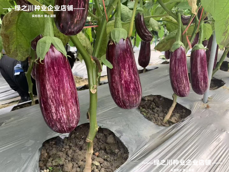 花茄子种子秦茄花王子彩茄种子短棒油亮竹丝茄种子面包茄种子