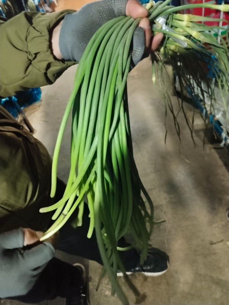 金乡红毛蒜薹40~50厘米