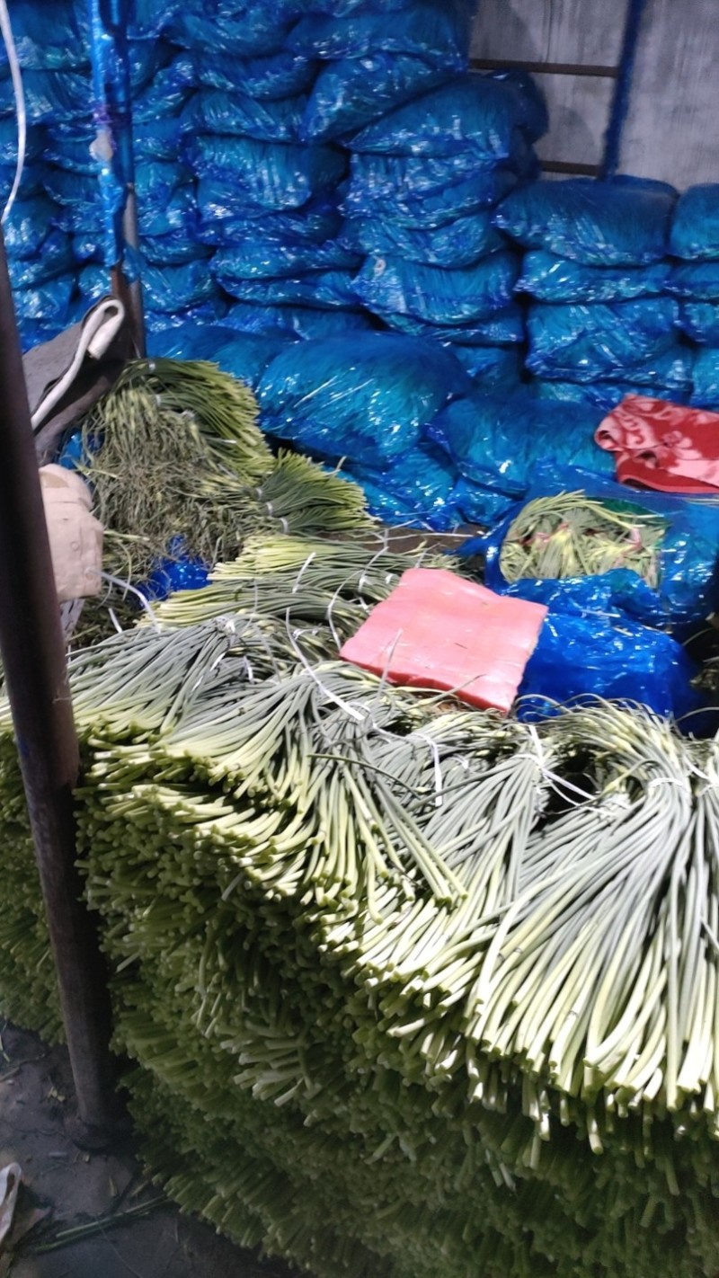 金乡红毛蒜薹40~50厘米