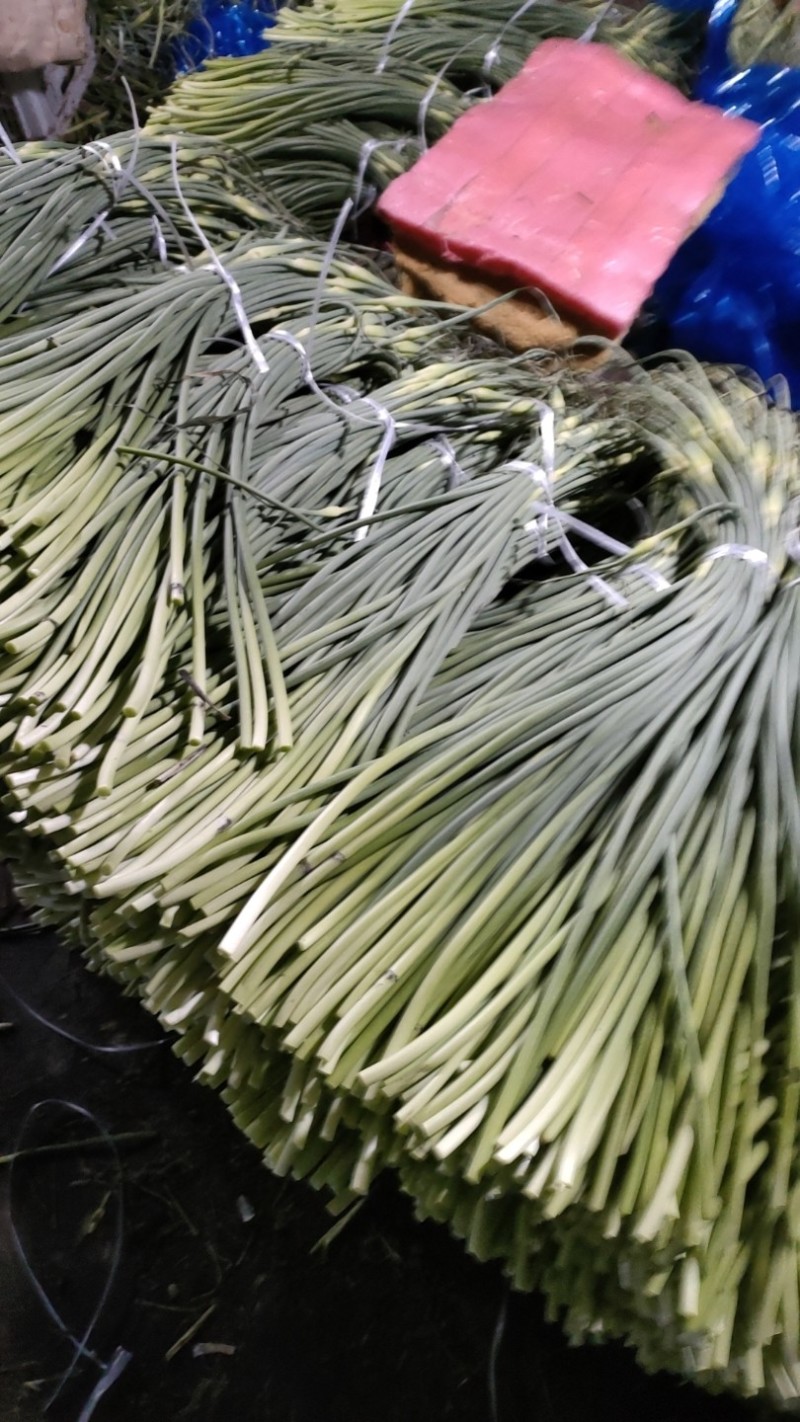金乡红毛蒜薹40~50厘米