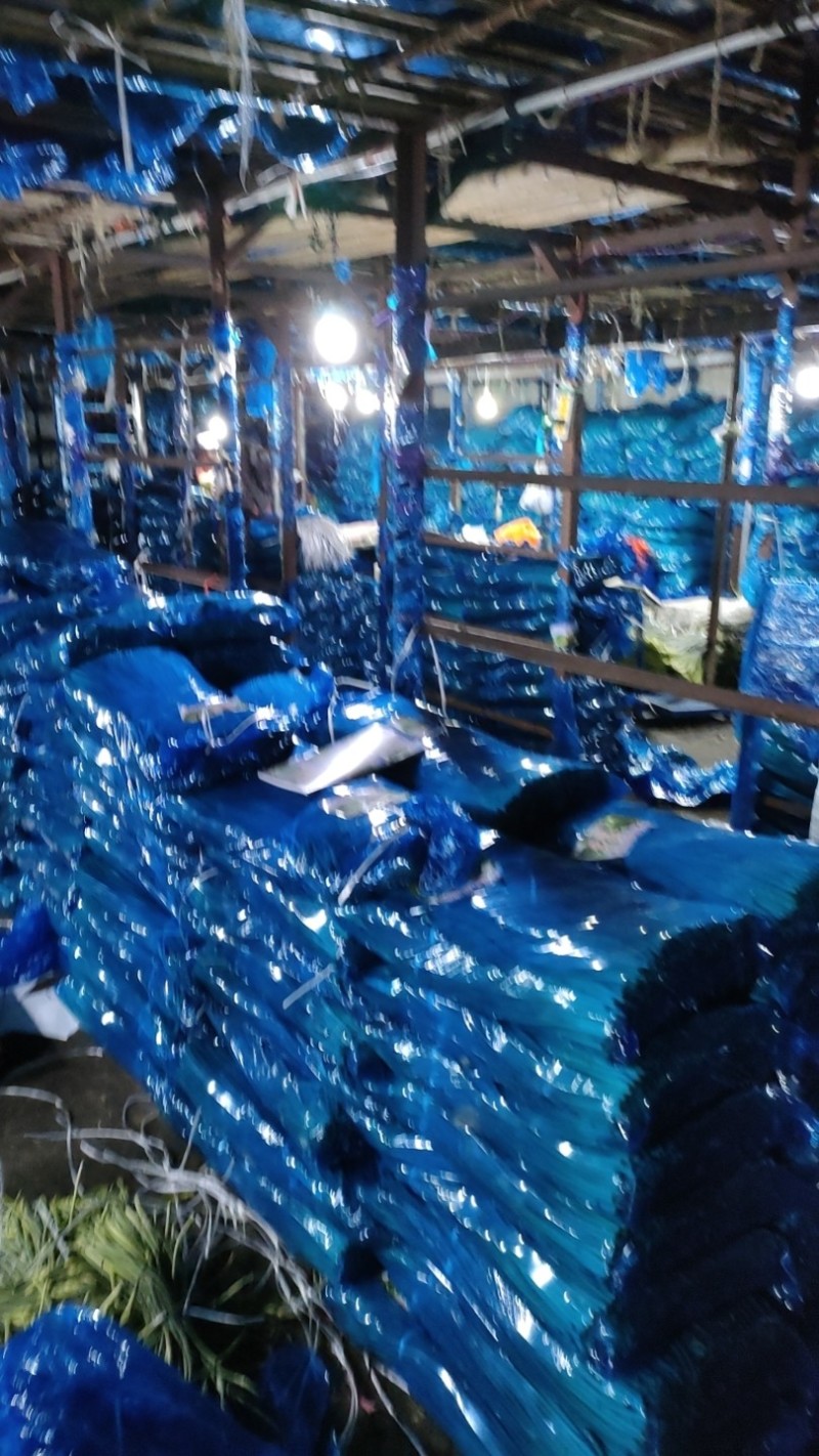 金乡红毛蒜薹40~50厘米