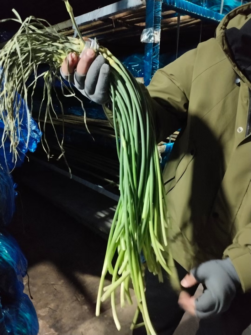 金乡红毛蒜薹40~50厘米