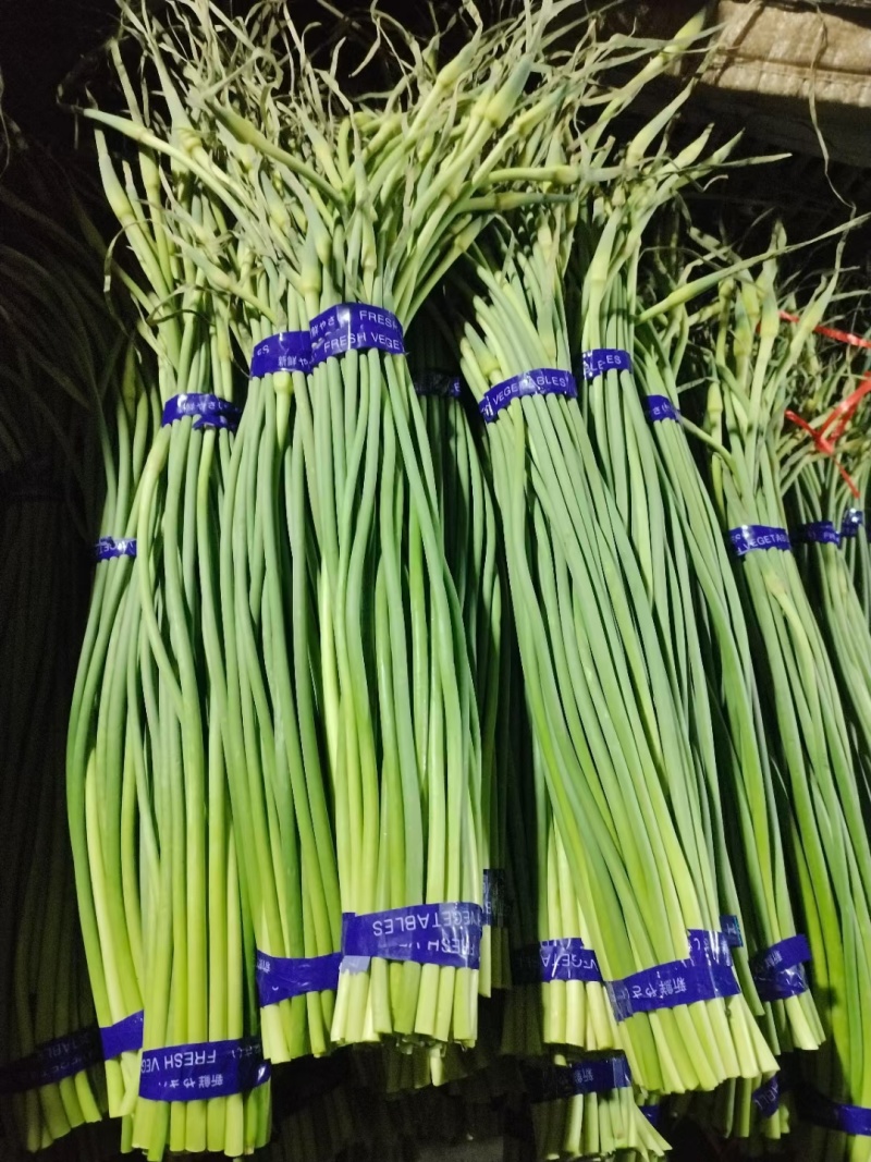 金乡红毛蒜薹40~50厘米