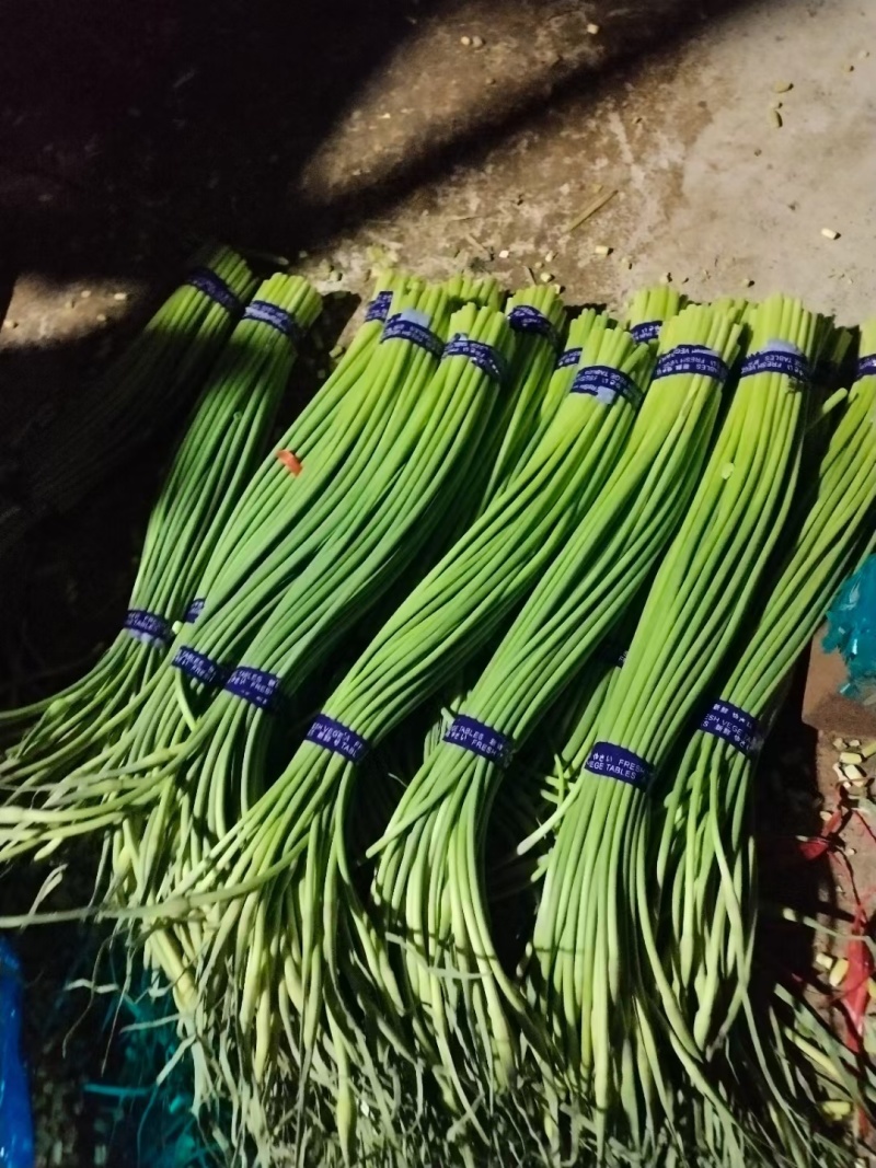 金乡红毛蒜薹40~50厘米