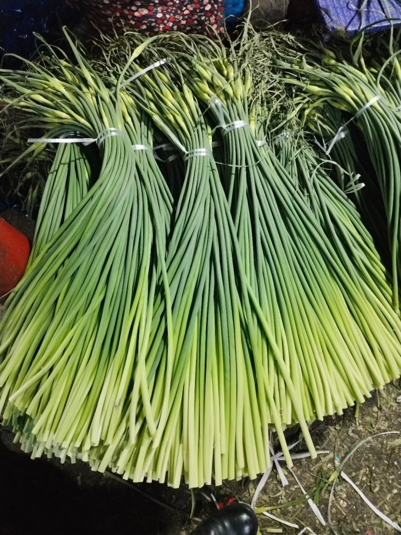 金乡红毛蒜薹40~50厘米