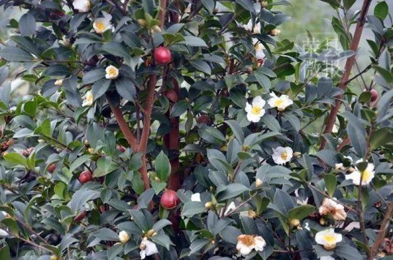 农家自产山茶籽：百年老树、成就品质，东方橄榄油之美誉