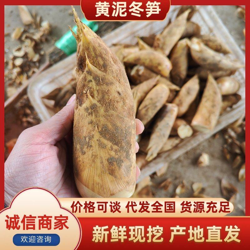 建瓯黄泥冬笋，黄金笋，肉质鲜嫩，支持一件代发，货好价优