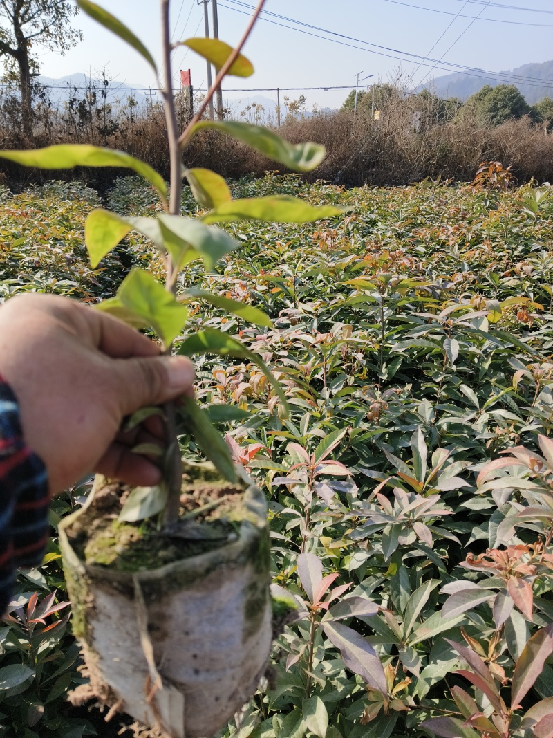 木荷袋苗