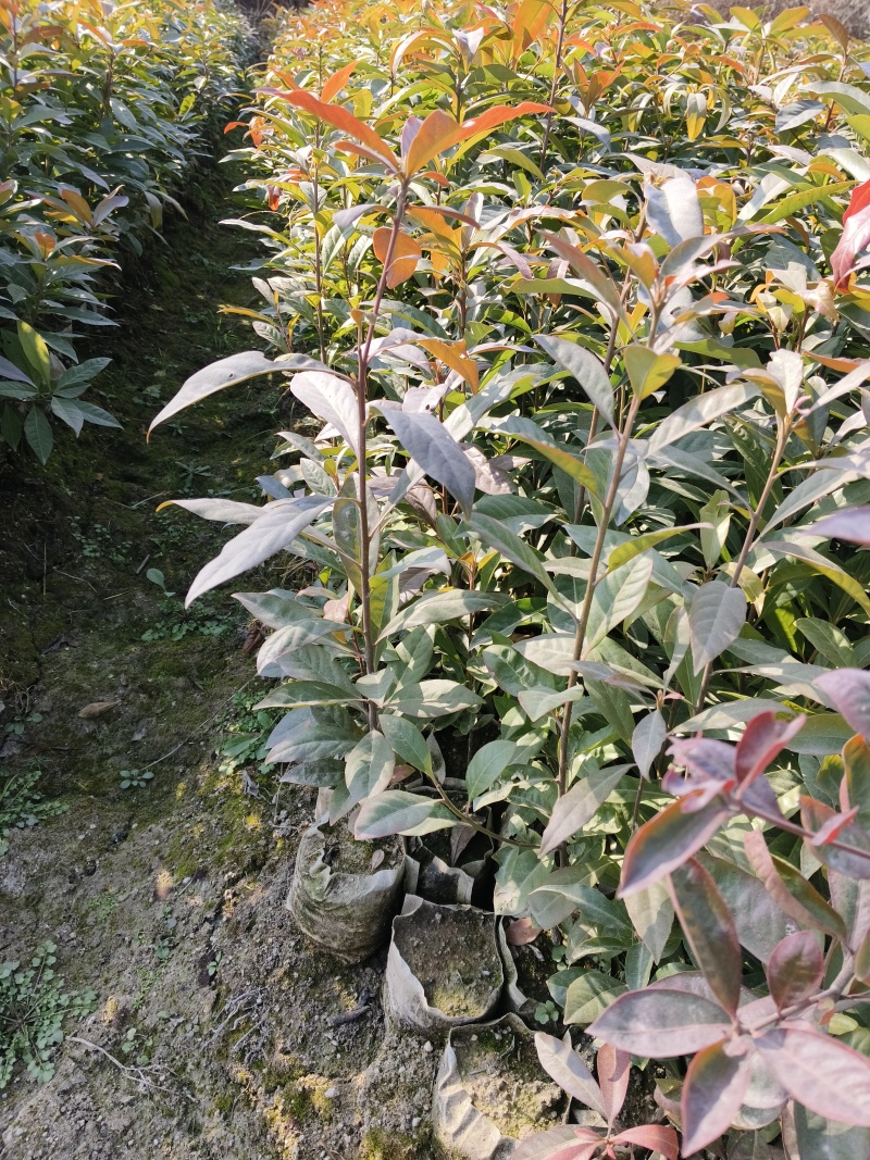 木荷袋苗