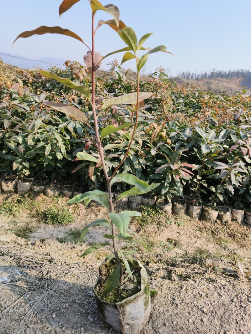 木荷袋苗