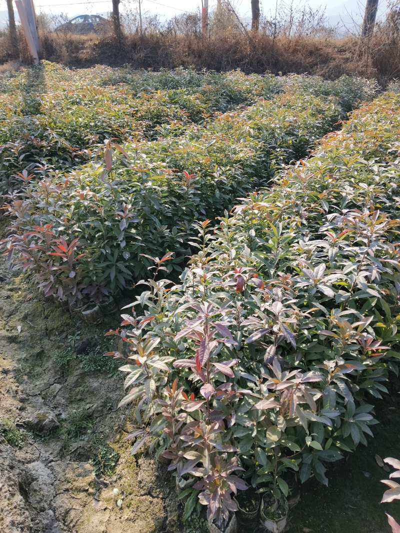 木荷袋苗