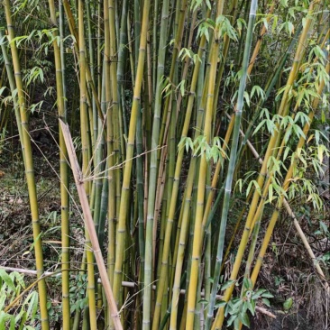 贵州慈竹，亲自种植，货量充足，规格齐全，欢迎咨询