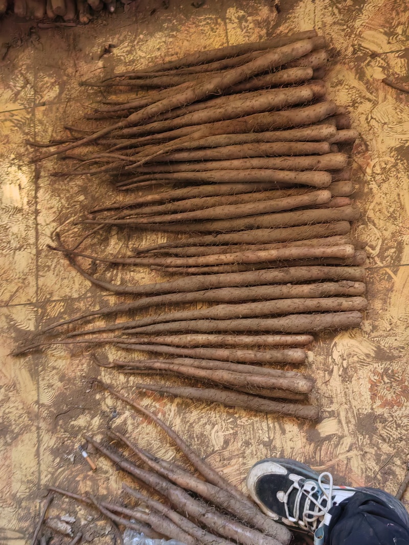 山药，河北双棒山药，大量供应，规格齐全，品质保证