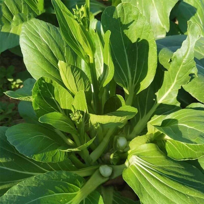 苔旺青60青菜苔种子中晚熟口感甜脆苔杆翠绿多次采摘