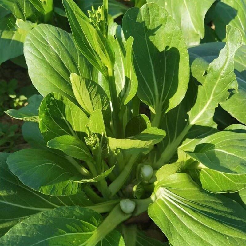 苔旺青60青菜苔种子中晚熟口感甜脆苔杆翠绿多次采摘