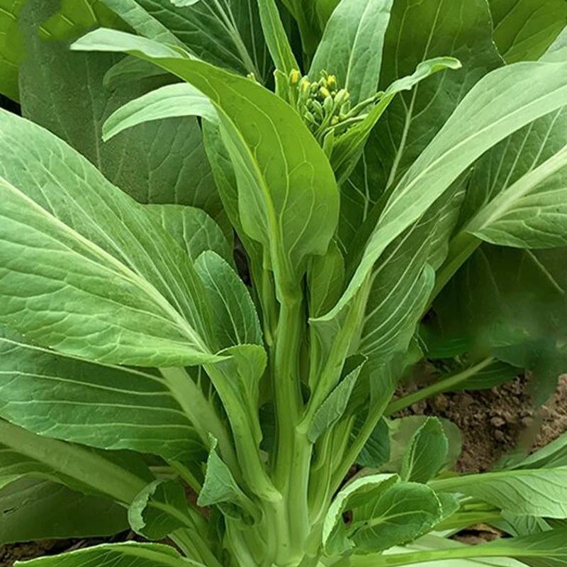 苔旺青60青菜苔种子中晚熟口感甜脆苔杆翠绿多次采摘