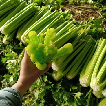 山东暖棚西芹
