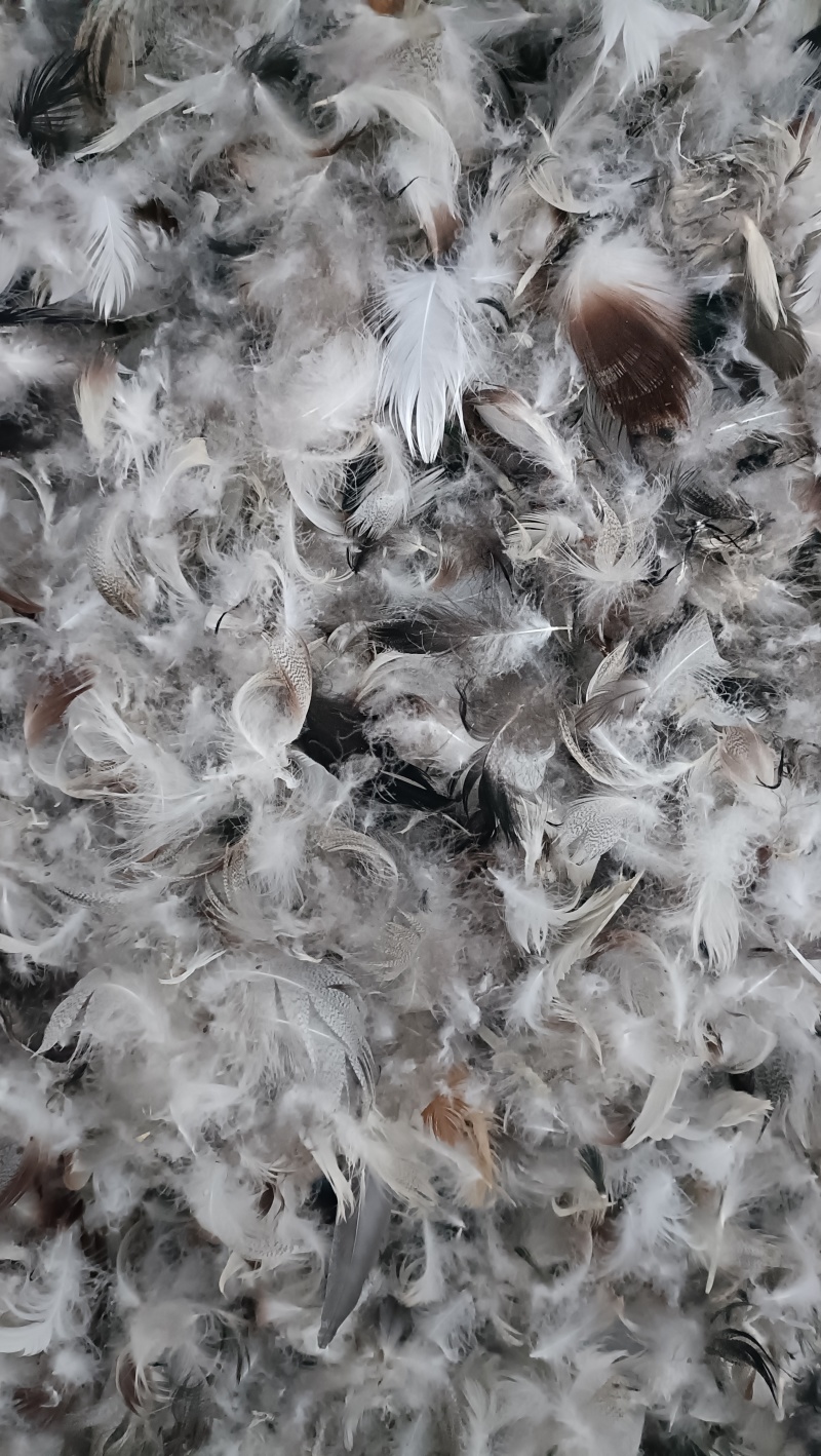 鸭毛，灰鸭毛干货