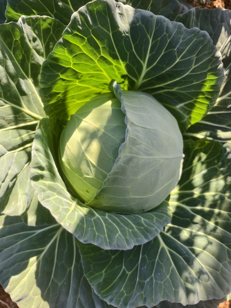 云南精品小甘蓝/圆包菜/大量上市产地直发/量大价优