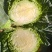 云南精品小甘蓝/圆包菜/大量上市产地直发/量大价优