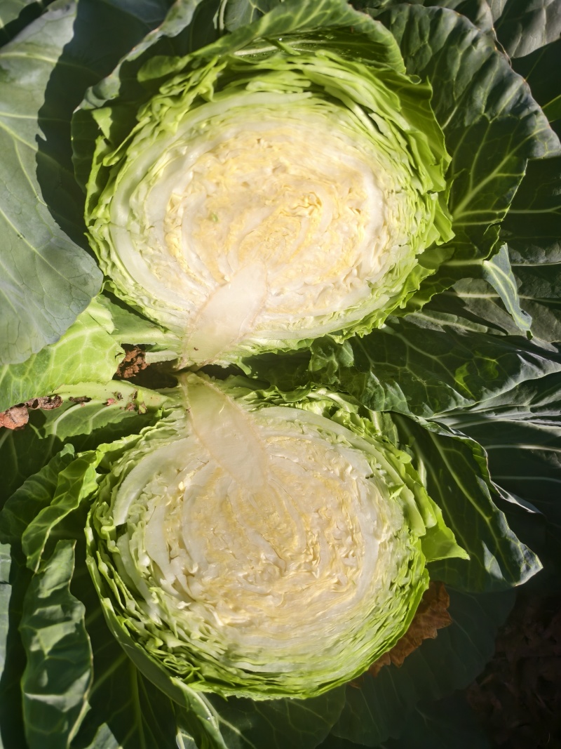 云南精品小甘蓝/圆包菜/大量上市产地直发/量大价优