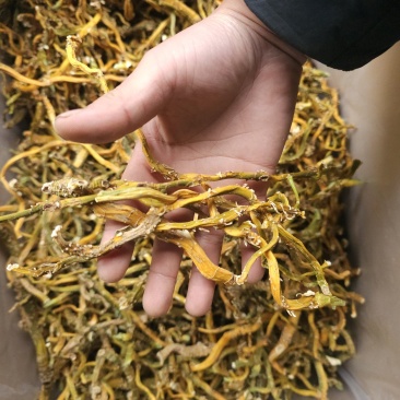 玉竹野生玉竹对接电商滋补品快品产地加工厂直供