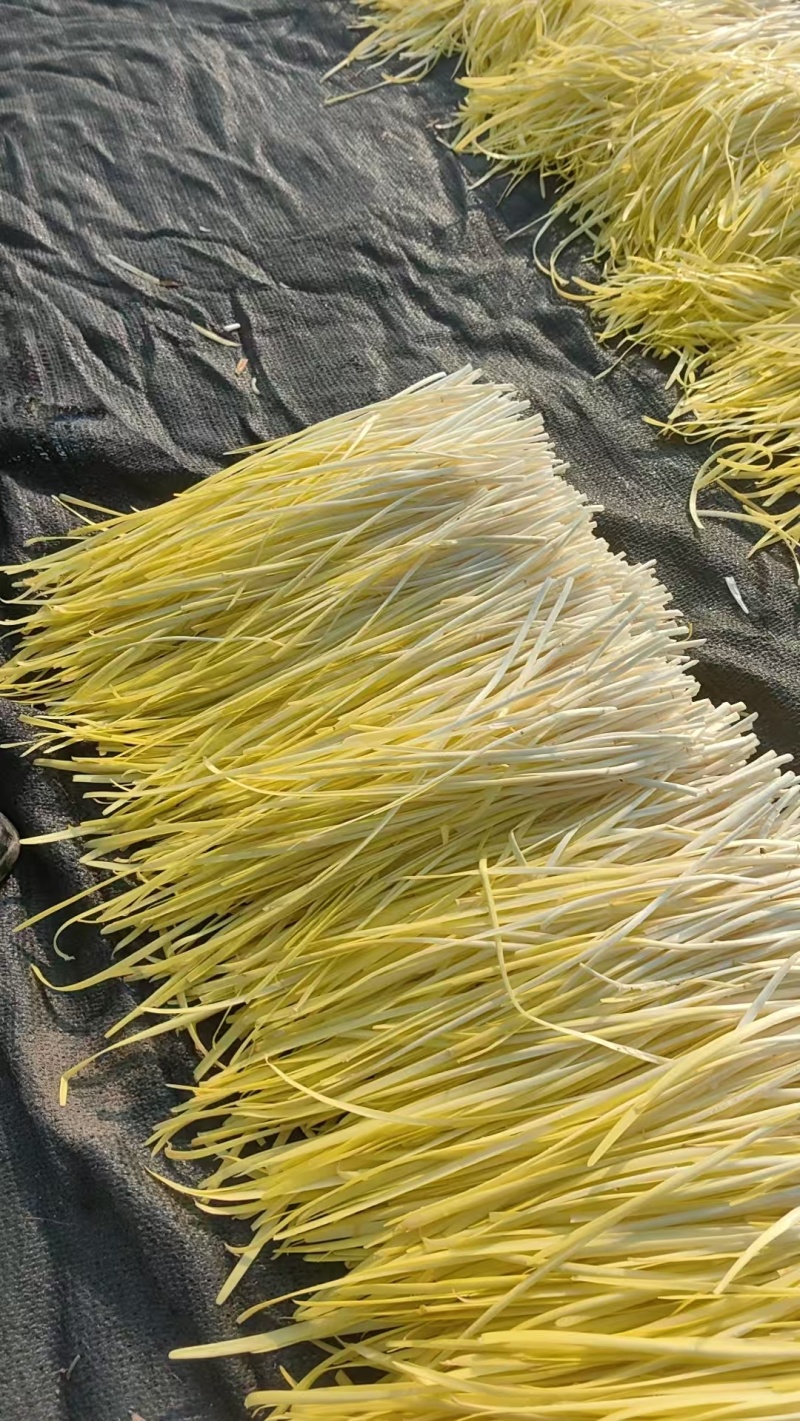 丰县地窖韭黄大量上市价格下滑