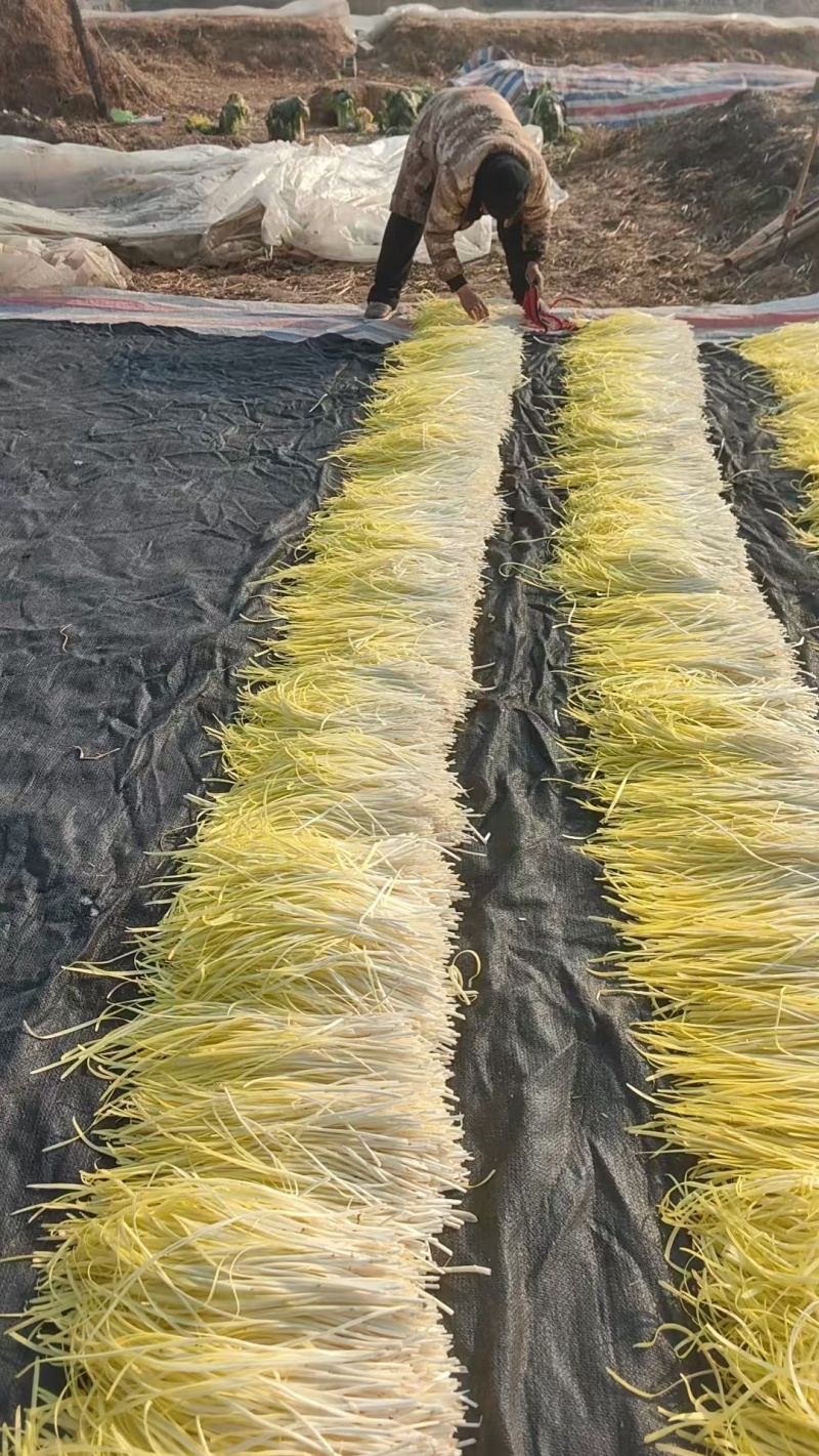 丰县地窖韭黄大量上市价格下滑