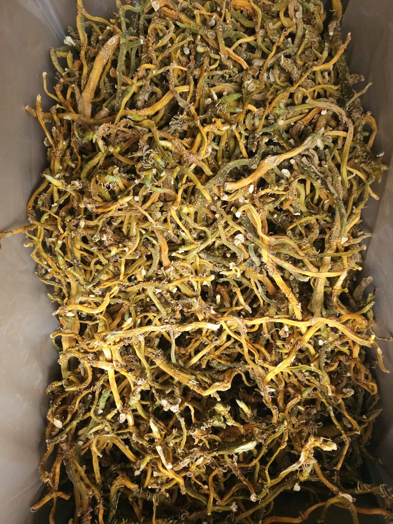 玉竹野生玉竹对接电商滋补品快品产地加工厂直供