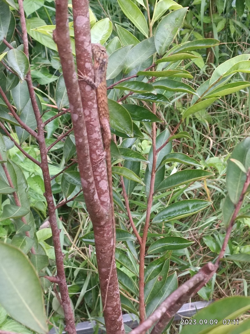 奇楠嫁接沉香苗糖结凹身多年苗齐楠母树，奇楠芽条