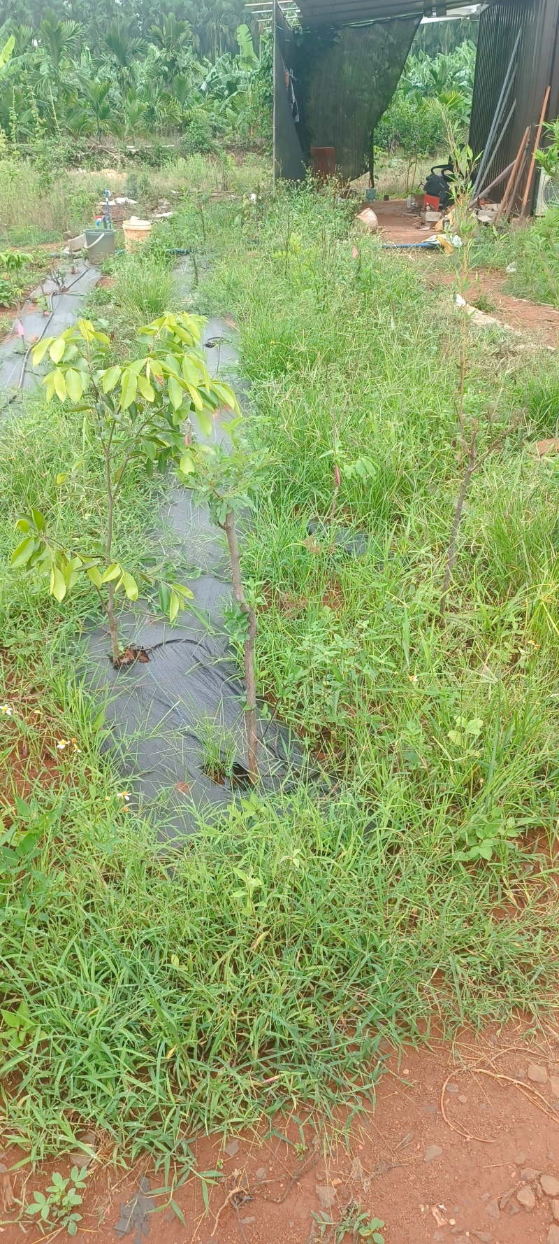 奇楠嫁接沉香苗糖结凹身多年苗齐楠母树，奇楠芽条
